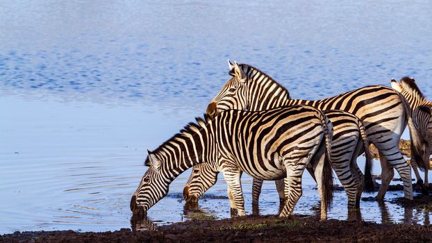 Specie Equus quagga burchellii family of equidae