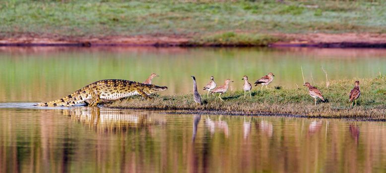 Specie Crocodylus niloticus family of Crocodylidae