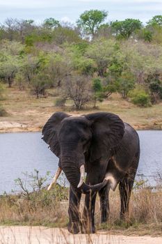 Specie Loxodonta africana family of Elephantidae