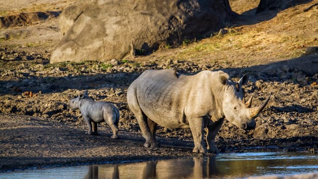Specie Ceratotherium simum simum family of Rhinocerotidae