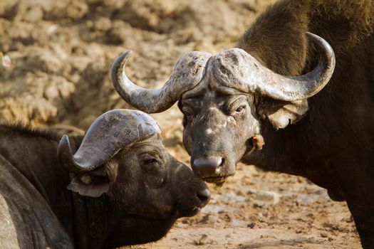 Specie Syncerus caffer family of bovidae
