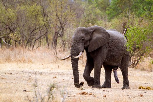 Specie Loxodonta africana family of 