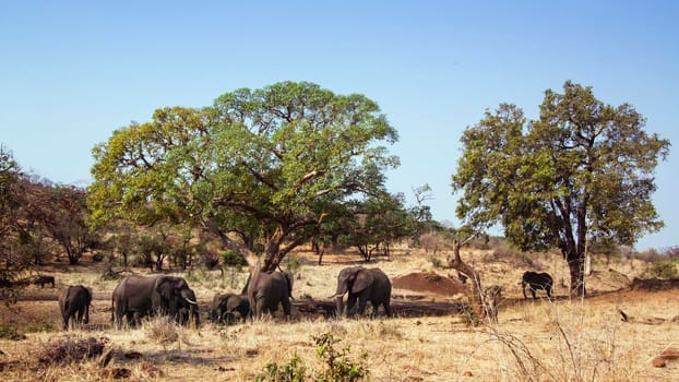 Specie Loxodonta africana family of Elephantidae