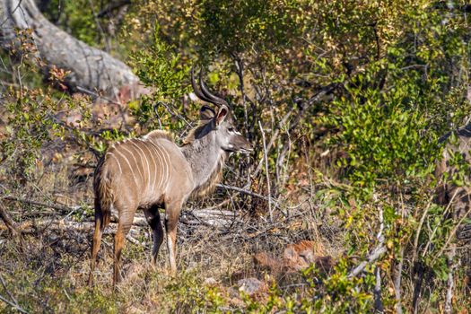Specie Tragelaphus angasii family of Bovidae