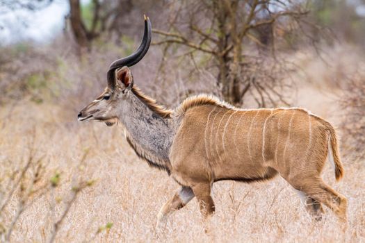 Specie Tragelaphus strepsiceros family of bovidae