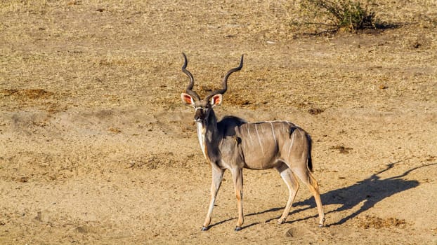 Specie Tragelaphus strepsiceros family of Bovidae