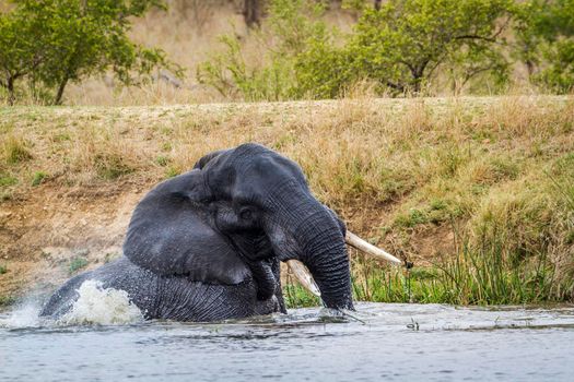 Specie Loxodonta africana family of Elephantidae