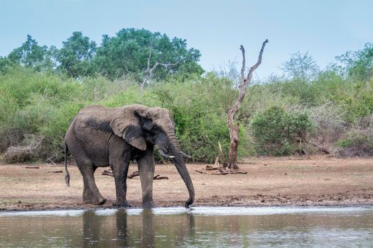 Specie Loxodonta africana family of Elephantidae 