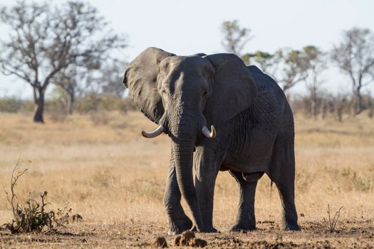 Specie Loxodonta africana family of Elephantidae