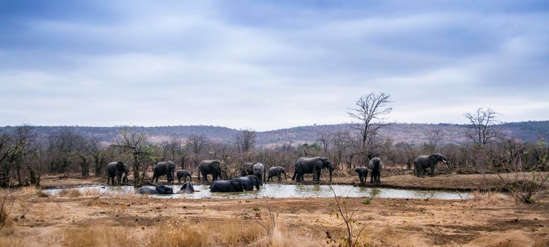 Specie Loxodonta africana family of Elephantidae