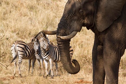 Specie Loxodonta africana family of Elephantidae