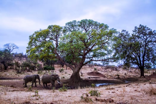Specie Loxodonta africana family of Elephantidae