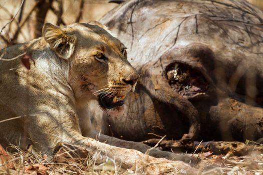 Specie Panthera leo family of felidae
