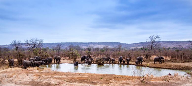 Specie Loxodonta africana family of Elephantidae