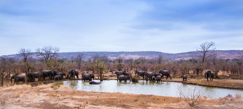 Specie Loxodonta africana family of Elephantidae