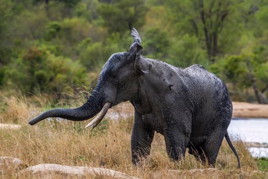 Specie Loxodonta africana family of Elephantidae