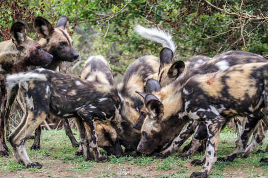 Specie Lycaon pictus family of Canidae