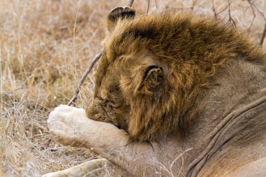Specie panthera leo family of felidae