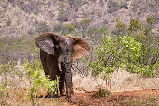 Specie Loxodonta africana