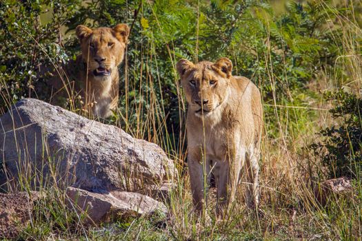 Specie Panthera leo family of Felidae