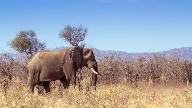 Specie Loxodonta africana family of 