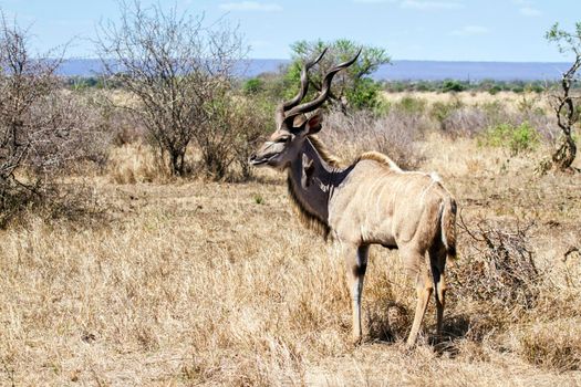 Specie Tragelaphus strepsiceros family of bovidae