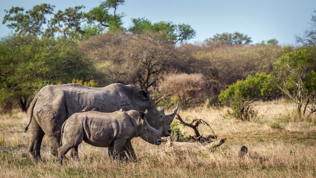 Specie Ceratotherium simum simum family of Rhinocerotidae