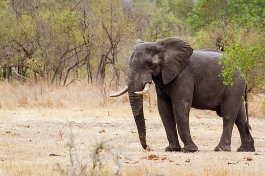 Specie Loxodonta africana family of 