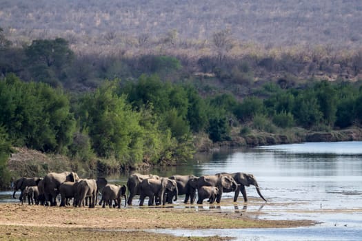 Specie Loxodonta africana family of 