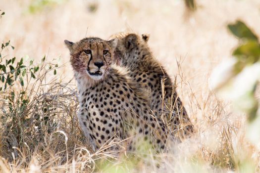 Specie Acinonyx jubatus family of Felidae