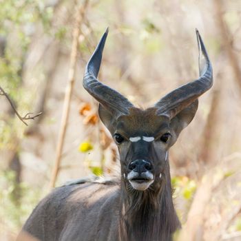 Specie Tragelaphus angasii family of bovidae