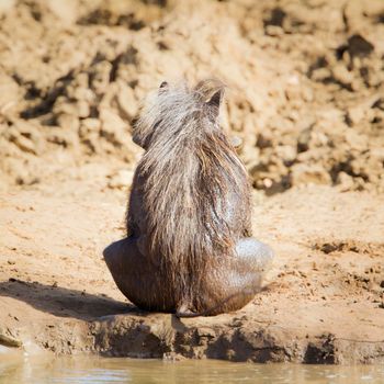 Specie Phacochoerus africanus family of  Suidae