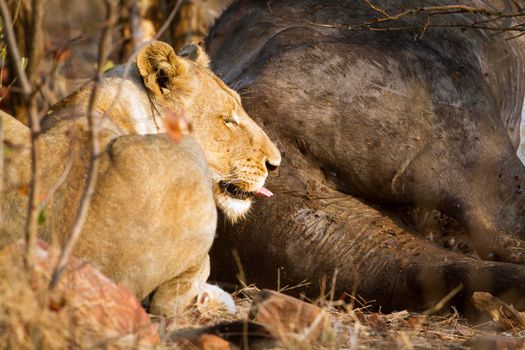 Specie Panthera leo family of felidae