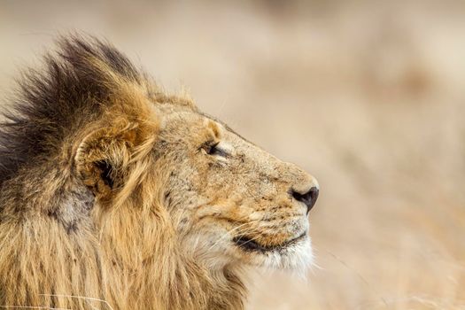 Specie Panthera leo family of felidae
