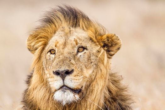 Specie Panthera leo family of felidae