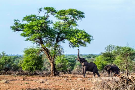 Specie Loxodonta africana family of Elephantidae