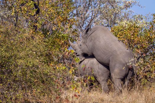Specie Ceratotherium simum simum family of Rhinocerotidae