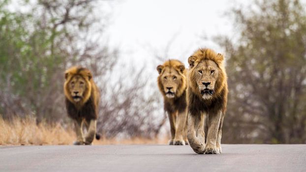 Specie panthera leo family of felidae