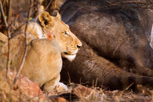 Specie Panthera leo family of felidae