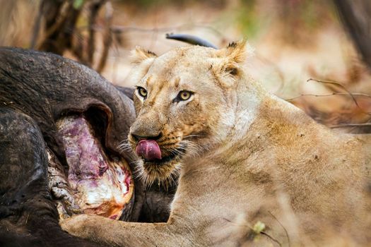 Specie Panthera leo family of felidae