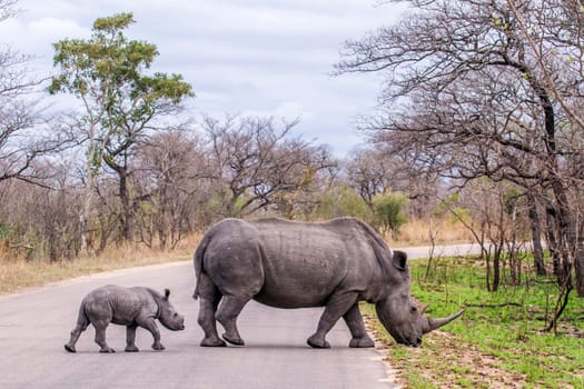 specie Ceratotherium simum simum family of Rhinocerotidae