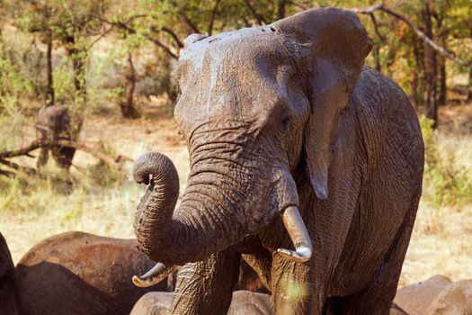 Specie Loxodonta africana family of Elephantidae