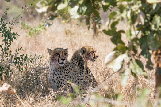 Specie Acinonyx jubatus family of Felidae