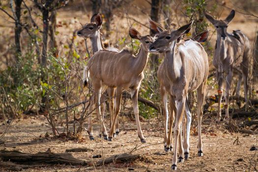 Specie Tragelaphus angasii family of bovidae