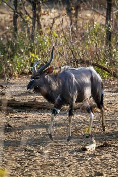 Specie Tragelaphus angasii family of bovidae