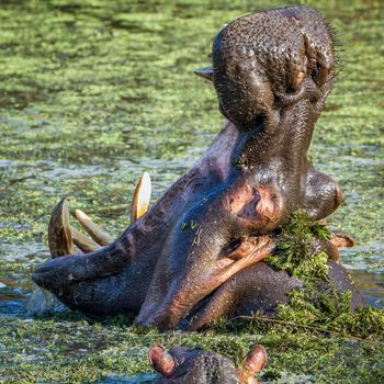 Specie Hippopotamus amphibius family of Hippopotamidae