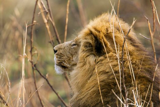 Specie Panthera leo family of felidae