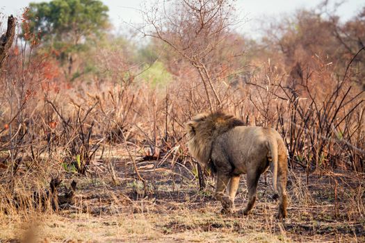 Specie Panthera leo family of felidae