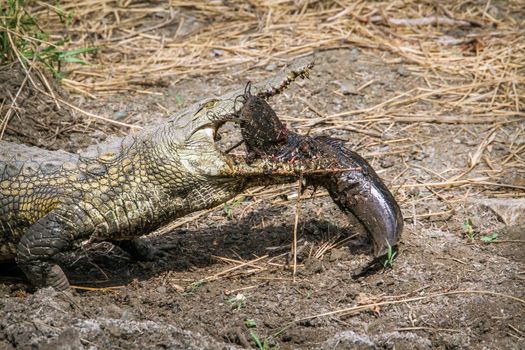 Specie Crocodylus niloticus family of Crocodylidae
