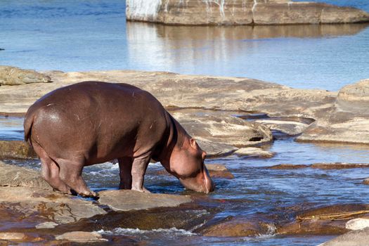 Specie Hippopotamus amphibius family of Hippopotamidae